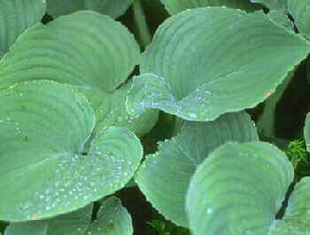 LEAVES